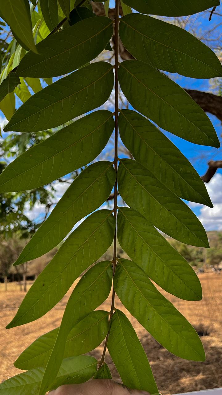 Serviço Ambiental 8